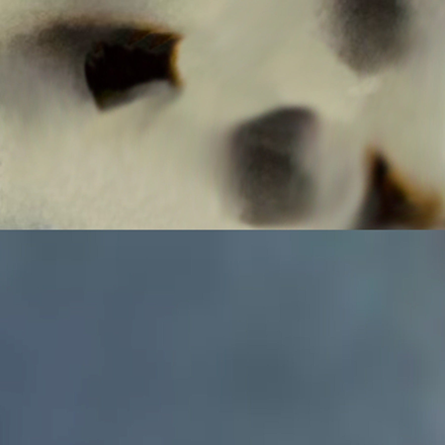 Oleta Polarized Sunglasses